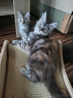 Mačiatka Maine Coon - 2