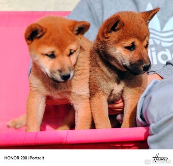 Shiba Inu - 2