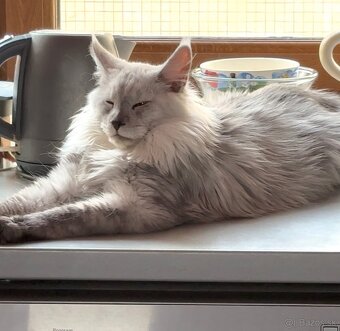 maine coon kocurik - 2