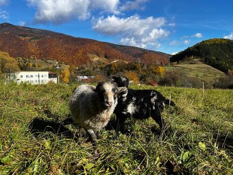 Ouessantská ovca - 2