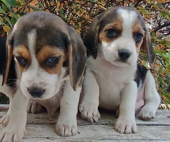 Beagle, bigel, bigl bez PP - 2