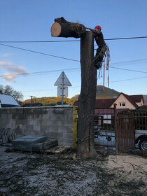 Rizikový výrub / rizikové pílenie stromov - 2