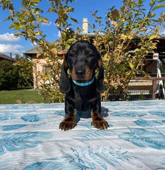 Jazvečík trpasličí s PP (chalani) - 2