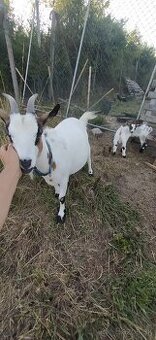 Predám mini kozu s dvomi malými capkami - 2