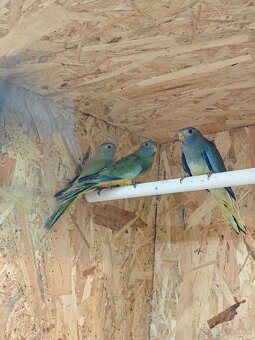 Neofema modrohlava - 2