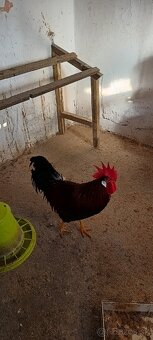 Vlaška jarabičia - 2