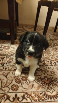 Border kolie s PP - 2