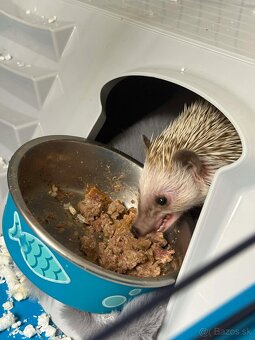 Ježko Bielobruchý - 2