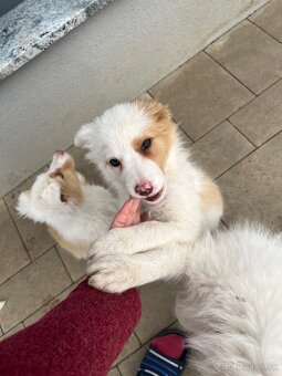 Border kólia šteniatka - 2