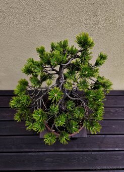 Bonsai, Bonsaj, Borovica horská - 2