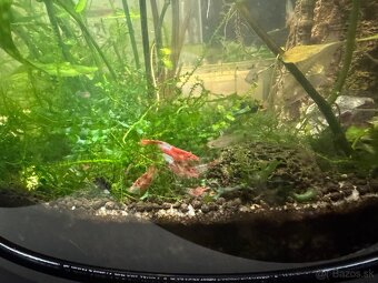 Predám krevetky Neocaridina Red Rili - 2