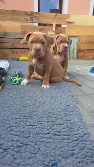 American Bully standard - 2