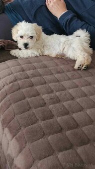 Steniatko maltipoo - 2