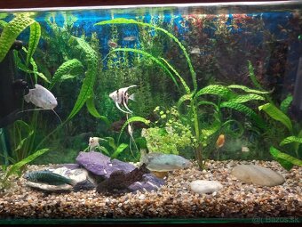 Akvarium - 2