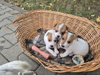 Šteniatka Jack russel - 2