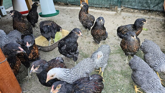 Kohuty araucana divokosfarbena - 2