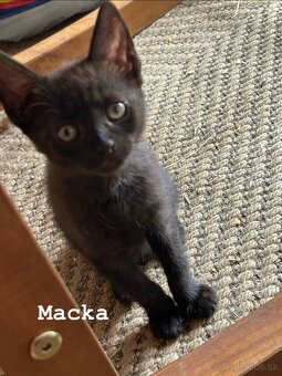 Mačiatka - 2