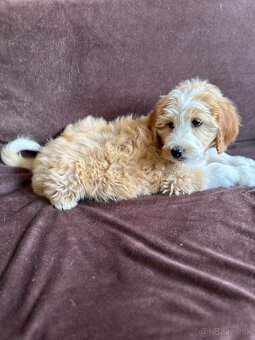 Goldendoodle / Pudel - 2