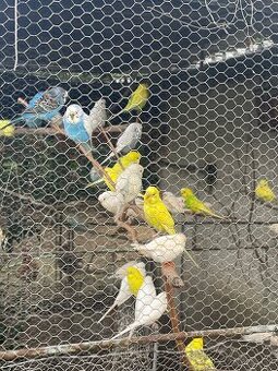 Andulky - 2
