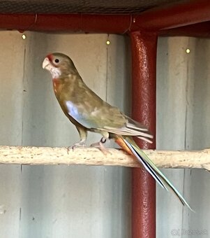 Rozela cierna skorica / modre - 2