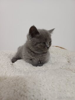 Britské mačiatka REZERVOVANÉ - 2