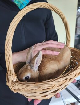 zakrslý králik samička - 2