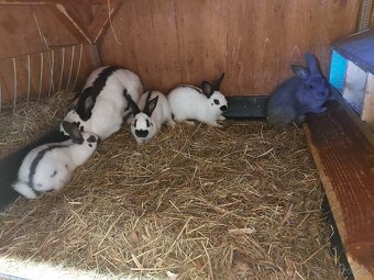 Králiky do chovu - 2