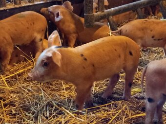 Predám odstavcata - 2