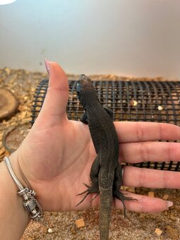 Timon Lepidus Melanistic 1.2 - 2