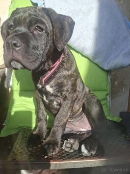 Cane corso - 2
