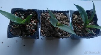 Mrazuvzdorné agave - semená - 2