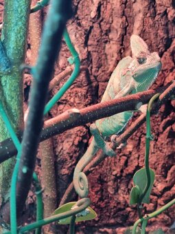 Predám chameleóna - 2