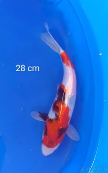 Koi kapor japan/jazierkove ryby - 2