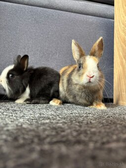 Predám dvoch zakrslých králikov. - 2