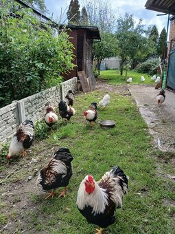 Zdrobnelá wyandotka biela a lososová - 2