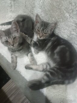 Britske maciatka - 2