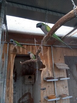 Alexander čínsky - 2