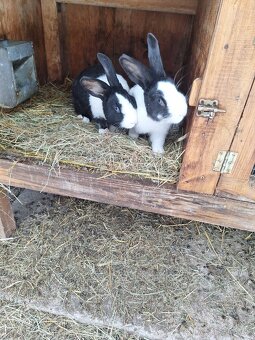 Šarišsky obrovit - 2