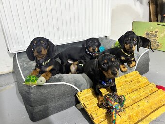 Jazvečík kratkosrstý - 2