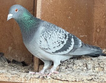 Poštové holuby - 2