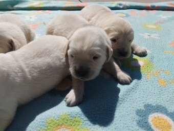 Zlatý retriever - 2