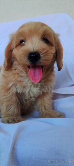 Malí chlapci z Micro Maltipoo - 2
