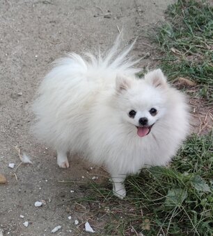 Pomeranian mini s PP - 2