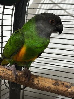 Papagáj Senegalský samec - 2