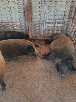 Predam jatocne osiipne mangalica - 2