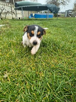 Jack Russel - 2