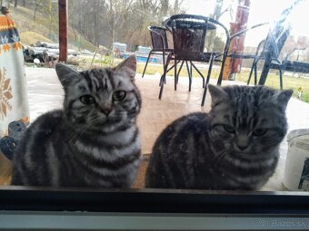 Predám mačiatka Whiskas - 2