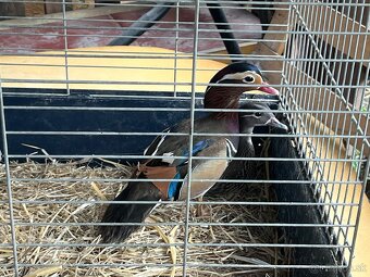 Elado mandarin réce pár és arany fácán pár - 2