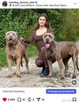 Bandog, cane corso, presa, doga, pitbull - 2