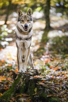 Československý vlčiak s PP - 2